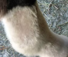 Oryginalny MTG Shapleya