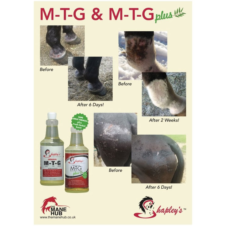 Oryginalny MTG Shapleya