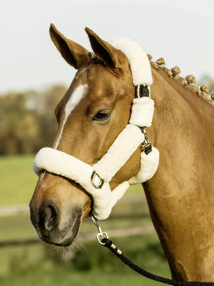 BUSSE Headcollar GUARD