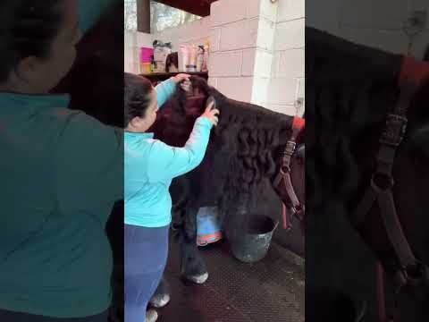 Ekskluzywna szczotka do grzywy i ogona