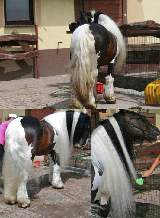 You&YOUR HORSE Szampon dla koni Siwych, Białych, Palomino, Cremello, Tarantowatych, Dereszowatych, Łaciatych (np: tinker) -WHITE PEARL